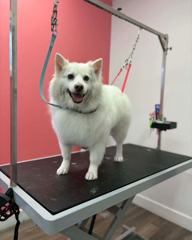 Toilettage chic canin