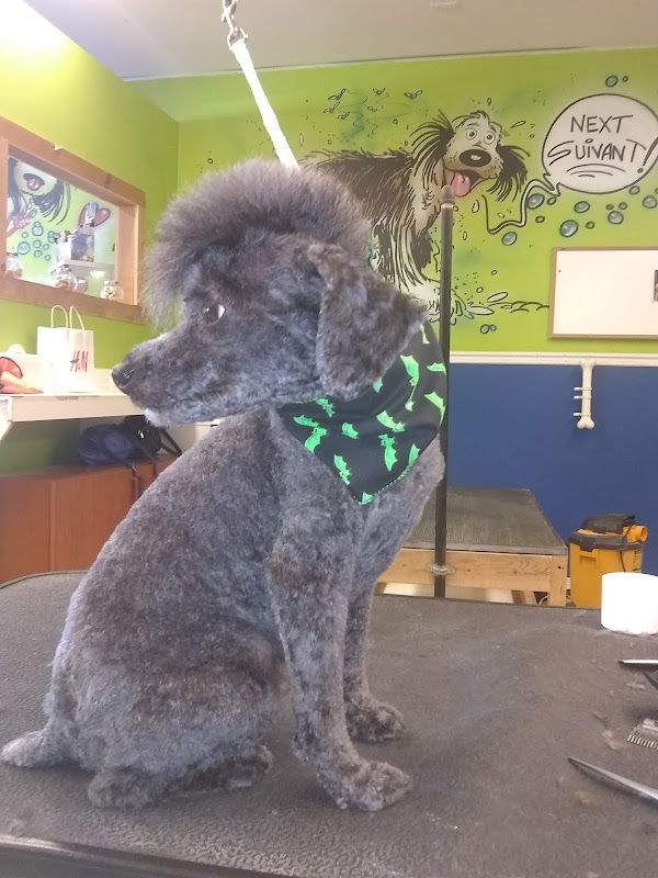 Au Chien Bleu Toilettage