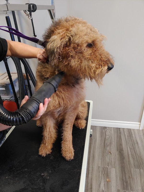 Centre Canin Thetford | Toilettage, éducateur canin
