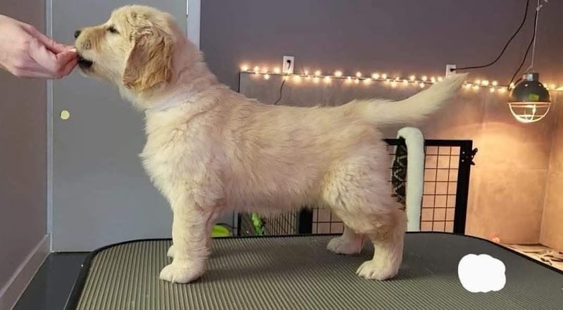 Élevage Hopenlove Golden retriever