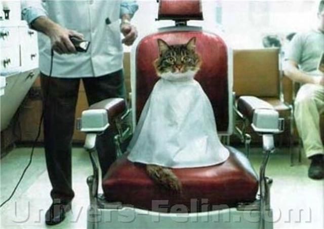 Service De Barbier Pour Chat