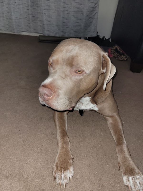 Ottawa East Pet Housecall Services