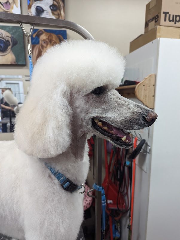 La Barbière du chien