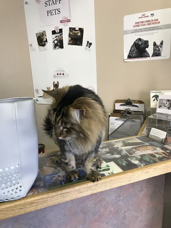 Glebe Pet Hospital