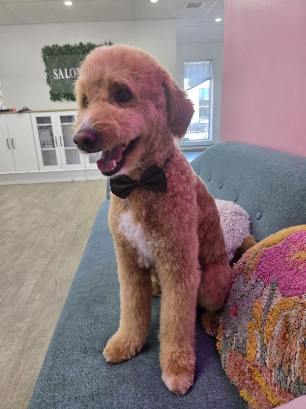 Salon Pawcci