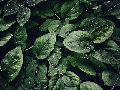Pierre Lessard