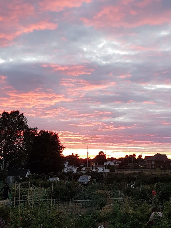 Le jardin communautaire de la Société d'horticulture de Rimouski